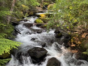 pristine forest stream flowing through lush greenery