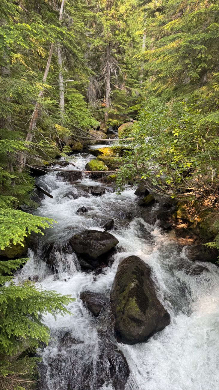pristine forest stream flowing through lush greenery